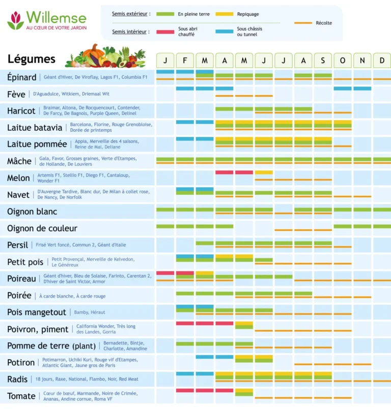 Calendrier des semis du potager