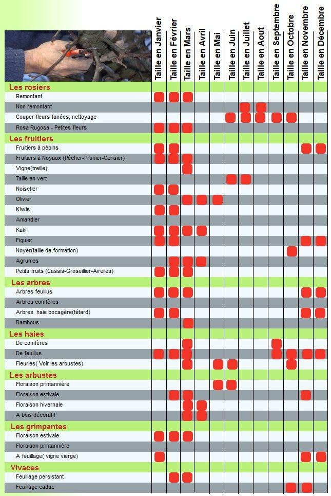 Calendrier de taille des fruitiers