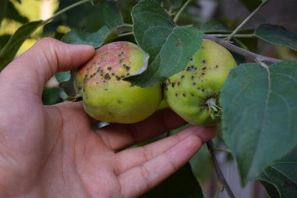 Tavelure du pommier : pourquoi il faut rester vigilant jusqu’à la fin de la saison
