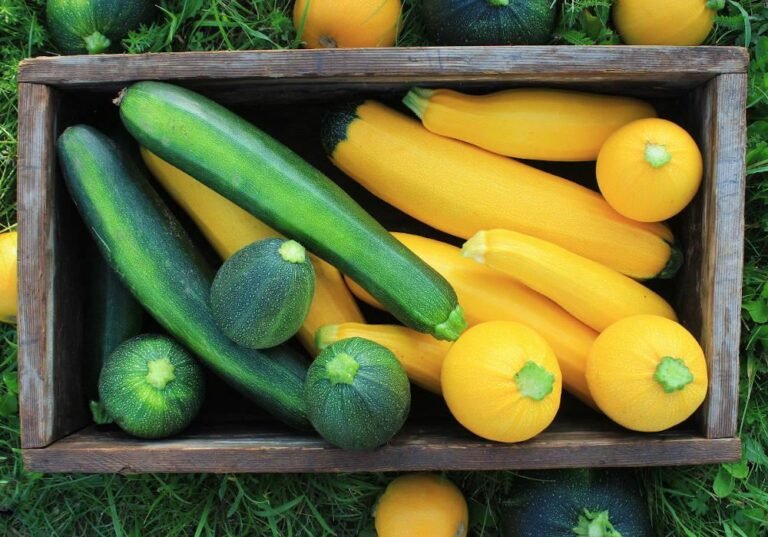 Courgettes : quelles variétés choisir pour sortir de l’éternelle courgette verte ?