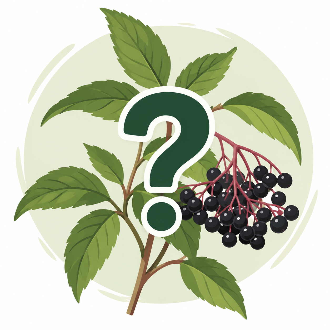 Plantes Sauvages Comestibles